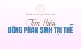 TÌM HIỂU DÒNG PHAN SINH TẠI THẾ
